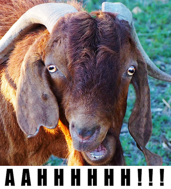 GOAT RING TONES SCREAMING GOAT RINGTONE